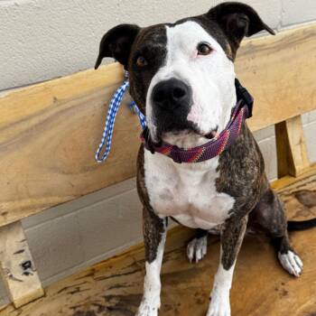 Caddie -  Pit Bull Terrier and Mixed Breed Dog for Adoption in Midland, Texas - Caddie | PetCurious