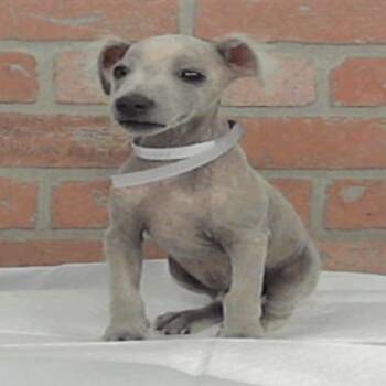 Alfred *Arriving 8/22* D12137 -  Chihuahua and Chinese Crested Dog Dog for Adoption - Alfred *Arriving 8/22* D12137 | PetCurious