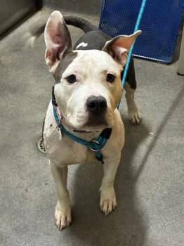 BELLA -  Pit Bull Terrier Dog for Adoption - BELLA | PetCurious