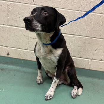 Mixed Breed Dogs Available for Adoption in Memphis, Tennessee - Bufford | PetCurious