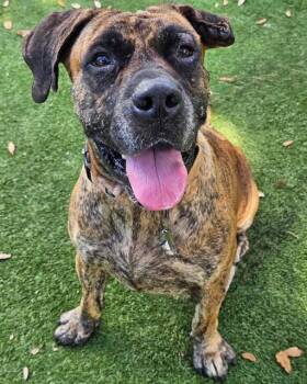 LENNOX -  Mixed Breed Dog for Adoption in Palmetto, Florida - LENNOX | PetCurious