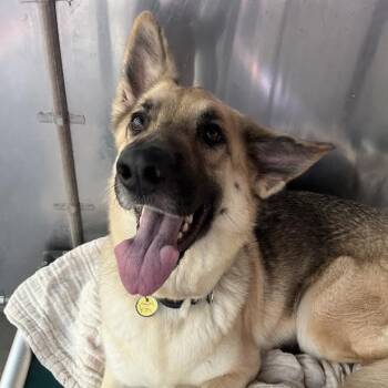 German Shepherd Dog Dogs Available for Adoption in New Ringgold, Pennsylvania - Chiquita (Kita) (26-204) | PetCurious