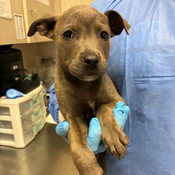 Shepherd Dogs Available for Adoption - Maxi | PetCurious