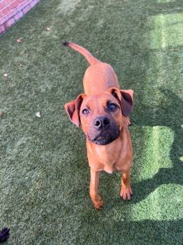 Rescue Pit Bull Terrier Dogs for Adoption in Oklahoma City, Oklahoma - Lola Courtesy Post | PetCurious