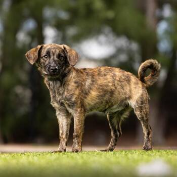 Swirl -  Mixed Breed Dog for Adoption in Jupiter, Florida - Swirl | PetCurious