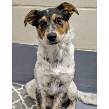 Cali (puppy) - ECAS -  Cattle Dog and Terrier Dog for Adoption in Pleasanton, California - Cali (puppy) - ECAS | PetCurious