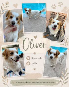 Terrier Dogs Available for Adoption in Brenham, Texas - Oliver | PetCurious