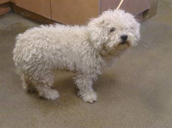 GRACIE -  Maltese and Mixed Breed Dog for Adoption in Sacramento, California - GRACIE | PetCurious