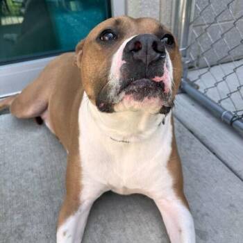 Pit Bull Terrier Dogs Available for Adoption in Matteson, Illinois - Joel | PetCurious