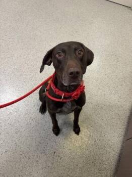 Bon -  German Shorthaired Pointer and Mixed Breed Dog for Adoption in Fishers, Indiana - Bon | PetCurious