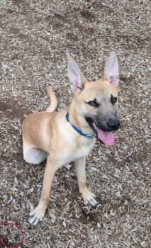 Merlin -  Belgian Shepherd Malinois and German Shepherd Dog Dog for Adoption in East Hartford, Connecticut - Merlin | PetCurious