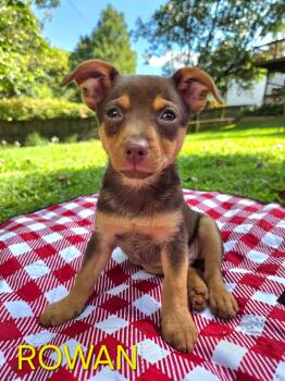 Rowan -  Chihuahua and Jack Russell Terrier Dog for Adoption in Pleasure Rdge, Kentucky - Rowan | PetCurious