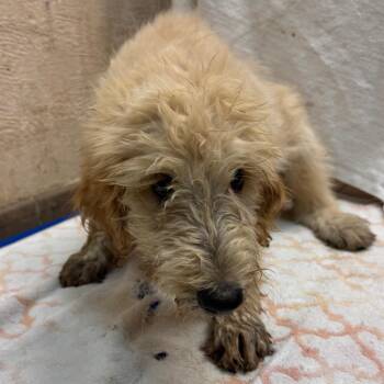 Phoenix -  Terrier Dog for Adoption in Birmingham, Alabama - Phoenix | PetCurious