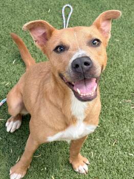Missy -  American Staffordshire Terrier Dog for Adoption in Portland, Maine - Missy | PetCurious
