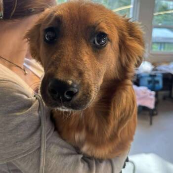 Rescue Mixed Breed Dogs for Adoption in Huntington, West Virginia - Cardi | PetCurious