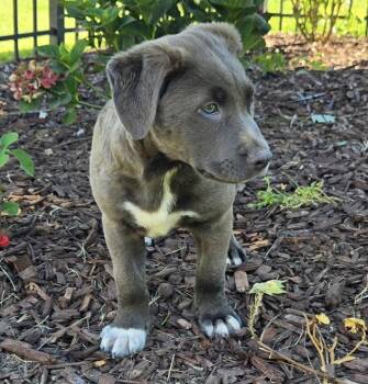 Dakota -  Pit Bull Terrier and Mountain Cur Dog for Adoption in Kannapolis, North Carolina - Dakota | PetCurious