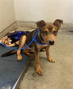 RASCAL -  Pit Bull Terrier Dog for Adoption in Camarillo, California - RASCAL | PetCurious