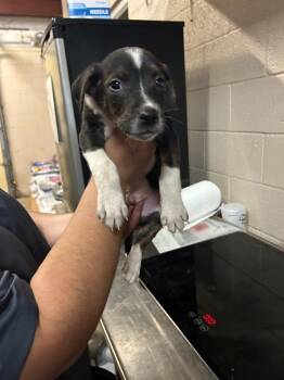 Hound and Mixed Breed Dogs Available for Adoption - Finch | PetCurious