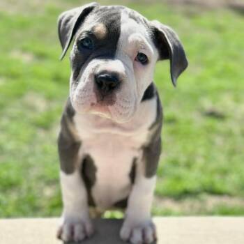 Pit Bull Terrier Dogs Available for Adoption - Tali | PetCurious