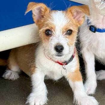 Terrier Dogs Available for Adoption - Ripple | PetCurious