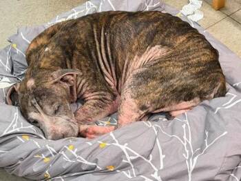 Will.i.am -  Mixed Breed Dog for Adoption in Hobart, Indiana - Will.i.am | PetCurious