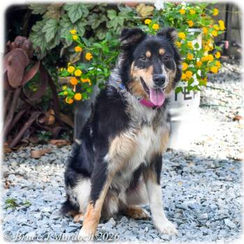 Newcomb -  Australian Shepherd Dog for Adoption in Wake Forest, North Carolina - Newcomb | PetCurious