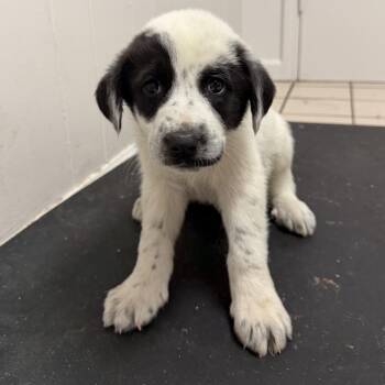 Great Pyrenees Dogs Available for Adoption - TUSC-Stray-83432_2_3 | PetCurious