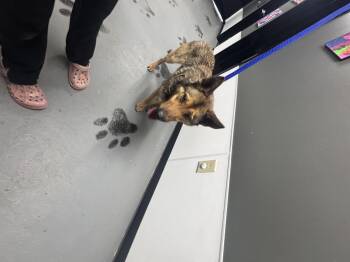 German Shepherd Dog Dogs Available for Adoption in Elizabethtown, North Carolina - Sarge | PetCurious