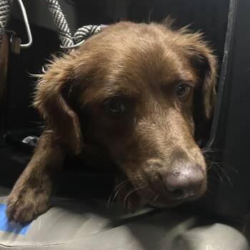 Chocolate Labrador Retriever and Mixed Breed Dogs Available for Adoption - MARVIN | PetCurious