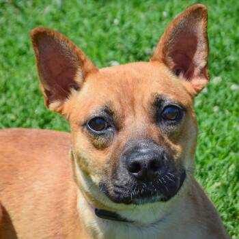 Cattle Dog and Australian Kelpie Dogs Available for Adoption in Huntley, Illinois - Emmy | PetCurious