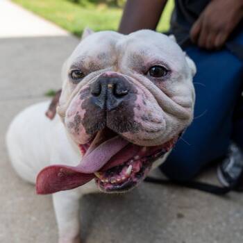 Ice Cream -  English Bulldog Dog for Adoption in Baltimore, Maryland - Ice Cream | PetCurious