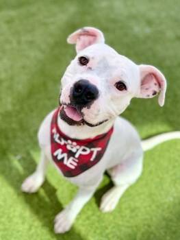 Mixed Breed Dogs Available for Adoption in Fort Worth, Texas - Whitfield | PetCurious