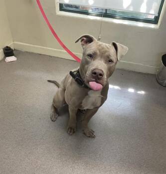 Rescue Pit Bull Terrier Dogs for Adoption in Pasadena, California - PUP TART | PetCurious