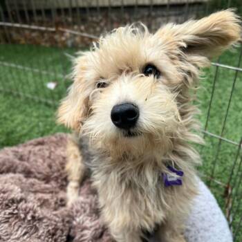 Kiwi -  Terrier and Mixed Breed Dog for Adoption in San Francisco, California - Kiwi | PetCurious