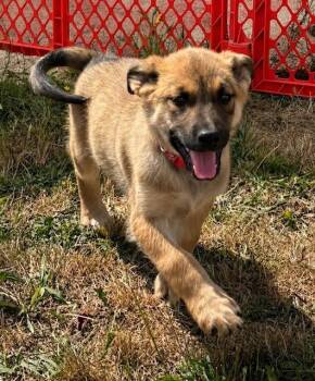 Howard -  German Shepherd Dog Dog for Adoption in Seattle, Washington - Howard | PetCurious
