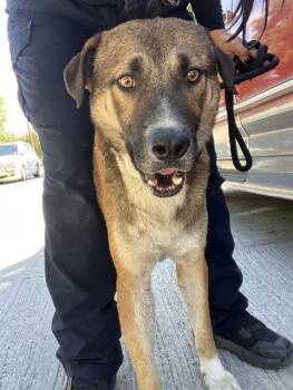 LAWLENCE -  Mixed Breed Dog for Adoption in Dallas, Texas - LAWLENCE | PetCurious