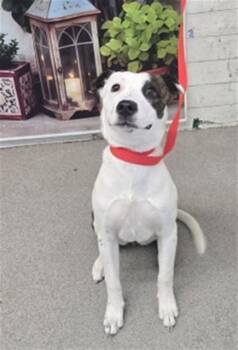 Pit Bull Terrier Dogs Available for Adoption in San Bernardino, California - JADA | PetCurious