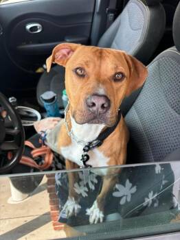 Mixed Breed Dogs Available for Adoption in Carrollton, Virginia - DJ | PetCurious
