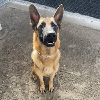 German Shepherd Dog Dogs Available for Adoption - EVIE | PetCurious