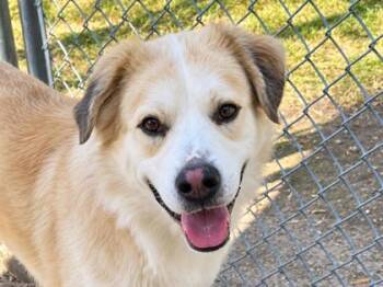 Apricot -  Mixed Breed Dog for Adoption in Georgetown, Texas - Apricot | PetCurious