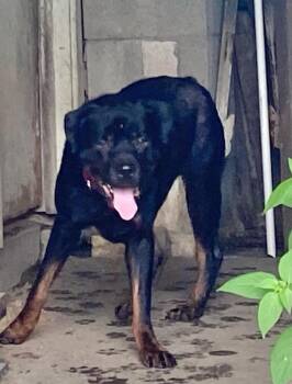 Ace - Ball Tossing is My Thing -  Rottweiler Dog for Adoption in Rootstown, Ohio - Ace - Ball Tossing Is My Thing | PetCurious