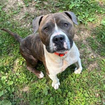 Mooch -  Pit Bull Terrier Dog for Adoption in Prince Frederick, Maryland - Mooch | PetCurious