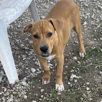 Bonnie -  Black Mouth Cur and Pit Bull Terrier Dog for Adoption in San Saba, Texas - Bonnie | PetCurious