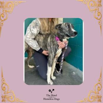 Nelly -  Husky and Terrier Dog for Adoption in Cumberland, Rhode Island - Nelly | PetCurious