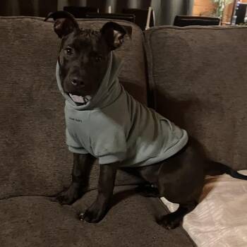 American Staffordshire Terrier Dogs Available for Adoption - TATER TOT  (Playful, Happy, Sweet, Fun, Loving Little Baby)  Fos | PetCurious