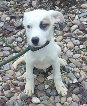 Chris -  Retriever and Australian Shepherd Dog for Adoption in Thompson Falls, Montana - Chris | PetCurious