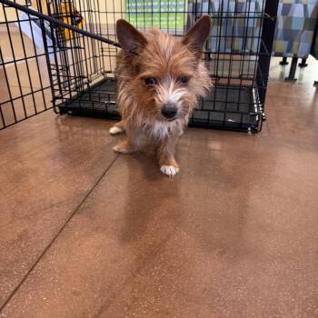 Australian Terrier and Terrier Dogs Available for Adoption - Emerald | PetCurious