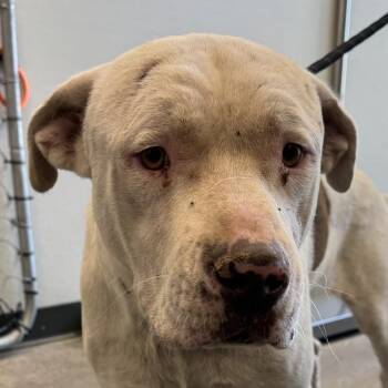 Coconut -  Mixed Breed Dog for Adoption in Las Cruces, New Mexico - Coconut | PetCurious