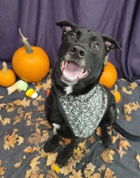 Rescue Retriever and Mixed Breed Dogs for Adoption in Twinsburg, Ohio - Charlie | PetCurious