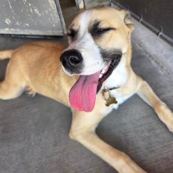 Relish -  Mixed Breed Dog for Adoption in Park City, Utah - Relish | PetCurious
